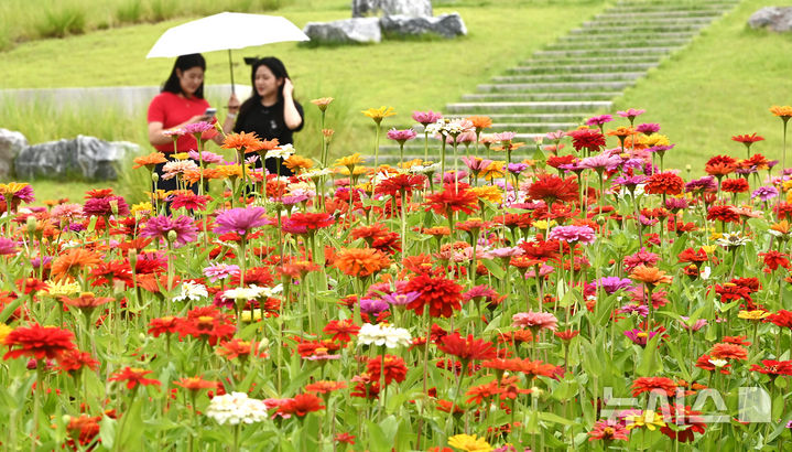 [수원=뉴시스] 김종택 기자 = 절기상 입추를 하루 앞둔 6일 경기 수원시 권선구 국립농업박물관에 형형색색 백일홍이 활짝 피어 있다. 2025.08.06. jtk@newsis.com