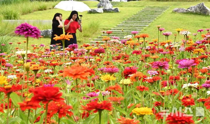 [수원=뉴시스] 김종택 기자 = 절기상 입추를 하루 앞둔 6일 경기 수원시 권선구 국립농업박물관에 형형색색 백일홍이 활짝 피어 있다. 2025.08.06. jtk@newsis.com