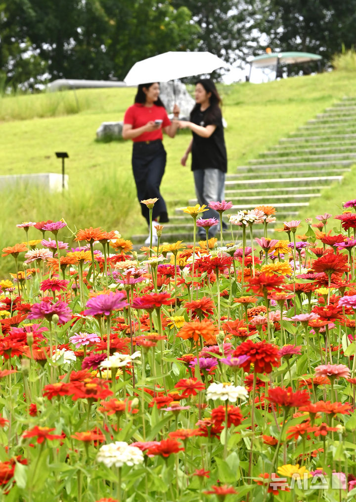 [수원=뉴시스] 김종택 기자 = 절기상 입추를 하루 앞둔 6일 경기 수원시 권선구 국립농업박물관에 형형색색 백일홍이 활짝 피어 있다. 2025.08.06. jtk@newsis.com