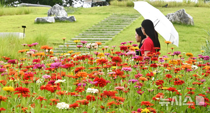 [수원=뉴시스] 김종택 기자 = 절기상 입추를 하루 앞둔 6일 경기 수원시 권선구 국립농업박물관에 형형색색 백일홍이 활짝 피어 있다. 2025.08.06. jtk@newsis.com