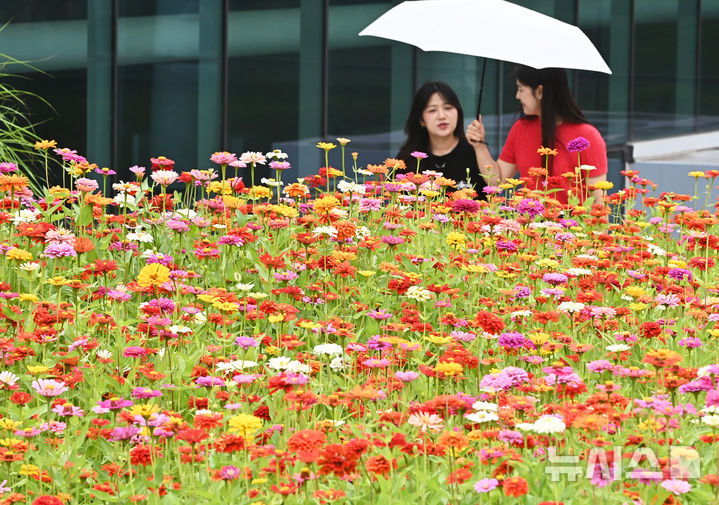 [수원=뉴시스] 김종택 기자 = 절기상 입추를 하루 앞둔 6일 경기 수원시 권선구 국립농업박물관에 형형색색 백일홍이 활짝 피어 있다. 2025.08.06. jtk@newsis.com