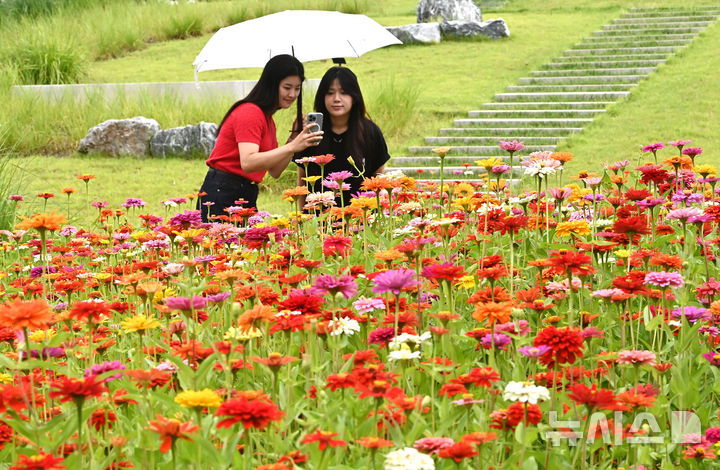 [수원=뉴시스] 김종택 기자 = 절기상 입추를 하루 앞둔 6일 경기 수원시 권선구 국립농업박물관에 형형색색 백일홍이 활짝 피어 있다. 2025.08.06. jtk@newsis.com