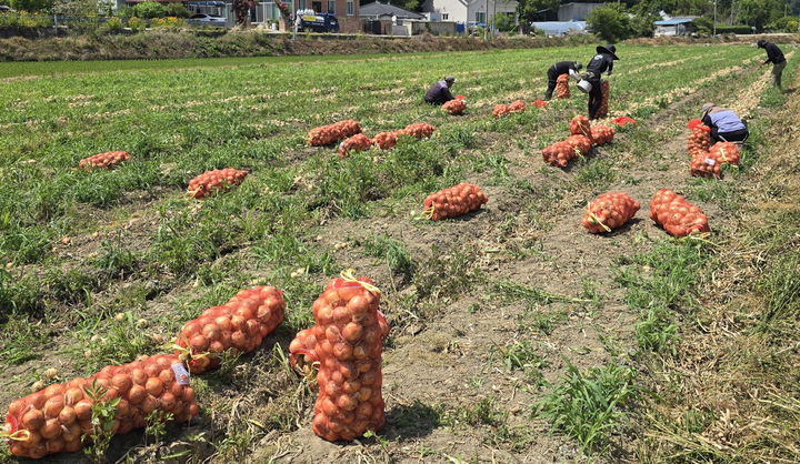 익산 고구마 이어 양파도 전국서 국민 입맛 잡는다