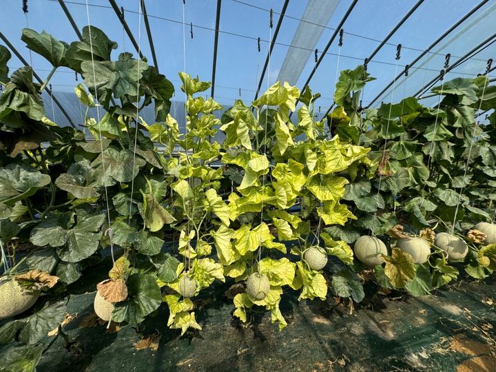 멜론 황화 바이러스병(사진=경기도농업기술원 제공) *재판매 및 DB 금지