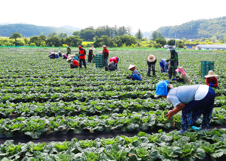 [영양=뉴시스] 외국인 계절근로자들이 영양군 배추밭에서 일하고 있다. (사진=영양군 제공) 2025.08.07. photo@newsis.com *재판매 및 DB 금지