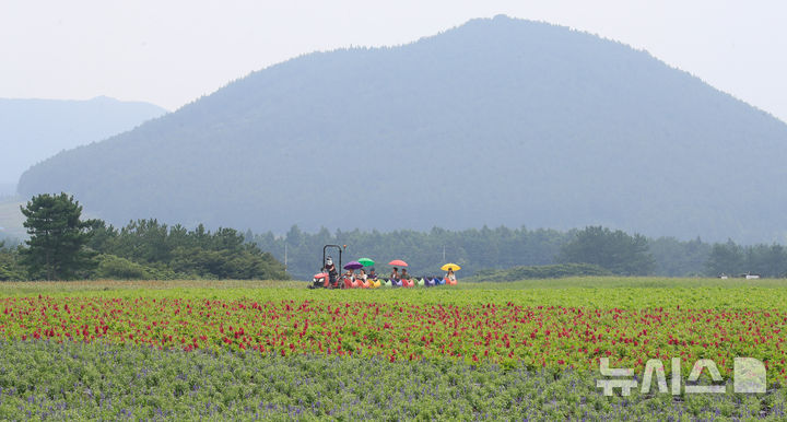 [서귀포=뉴시스] 우장호 기자 = 절기상 입추인 7일 제주 서귀포시 표선면 보롬왓 농장에서 촛불 맨드라미와 보라 사루비아가 핀 들판 사이로 깡통열차가 달리고 있다. 2025.08.07. woo1223@newsis.com