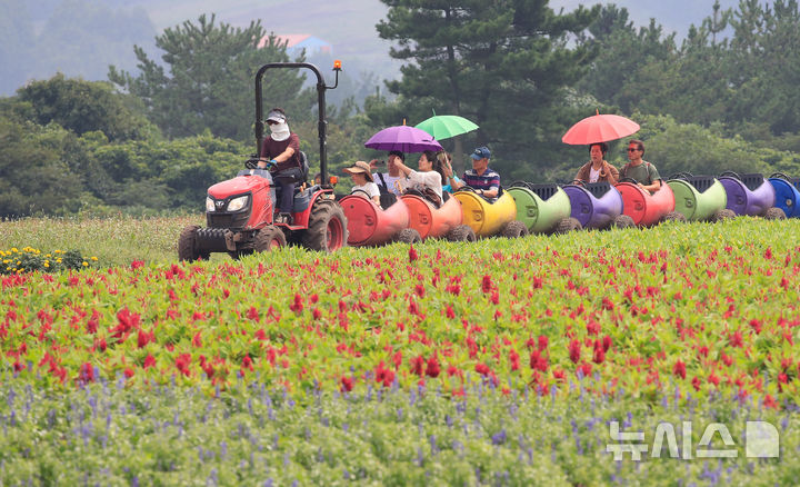 [서귀포=뉴시스] 우장호 기자 = 절기상 입추인 7일 제주 서귀포시 표선면 보롬왓 농장에서 촛불 맨드라미와 보라 사루비아가 핀 들판 사이로 깡통열차가 달리고 있다. 2025.08.07. woo1223@newsis.com
