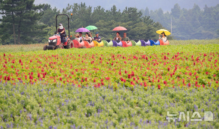 [서귀포=뉴시스] 우장호 기자 = 절기상 입추인 7일 제주 서귀포시 표선면 보롬왓 농장에서 촛불 맨드라미와 보라 사루비아가 핀 들판 사이로 깡통열차가 달리고 있다. 2025.08.07. woo1223@newsis.com