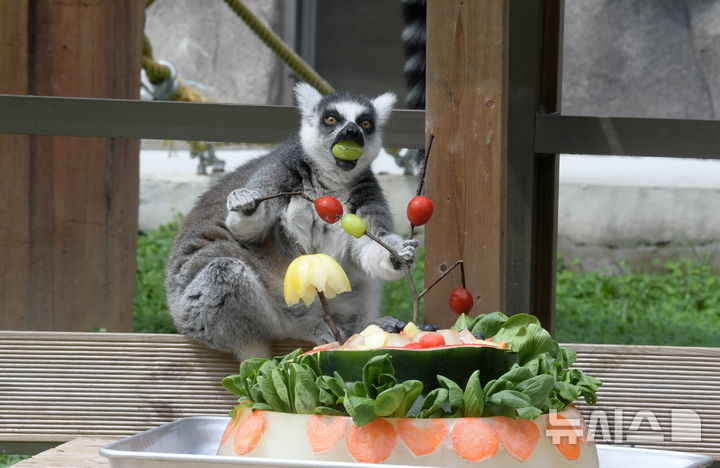 [광주=뉴시스] 7일 오전 광주 북구 우치공원 동물원에서 알락꼬리여우원숭이가 동물원 측이 마련해준 얼린 과일을 먹고 있다. (사진=광주시 제공) 2025.08.07. photo@newsis.com