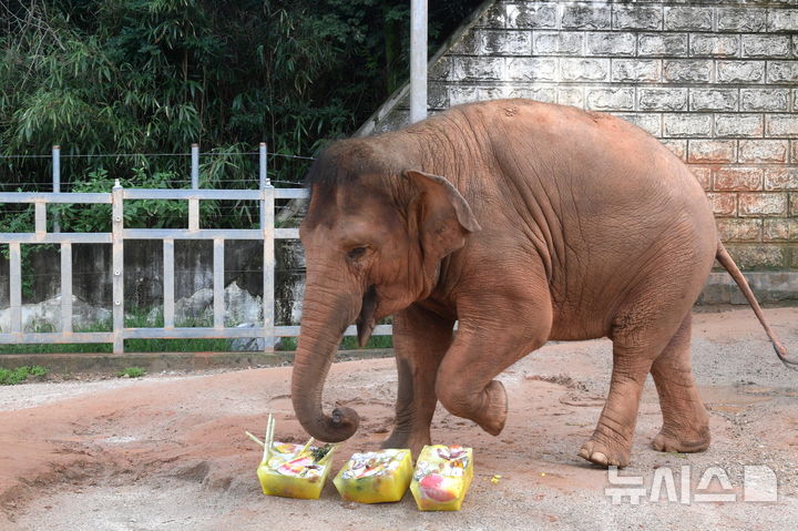 [광주=뉴시스] 7일 오전 광주 북구 우치공원 동물원에서 코끼리가 동물원 측이 마련해준 얼린 과일을 먹고 있다. (사진 = 광주시 제공) 2025.08.07. photo@newsis.com