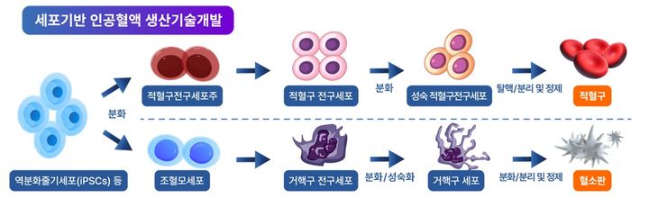 [서울=뉴시스] 세포기반 인공혈액 생산기술개발 과정 (사진=식약처 제공) 2025.08.08. photo@newsis.com *재판매 및 DB 금지
