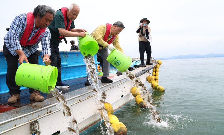 [태안=뉴시스] 충남 태안 천수만 해역 고수온주의보 여파로 8일 어민들이 가두리 양식장에서 기르던 우럭 67만9000마리를 바다에 긴급 방류하고 있다.(사진=태안군 제공) 2025.08.08. *재판매 및 DB 금지