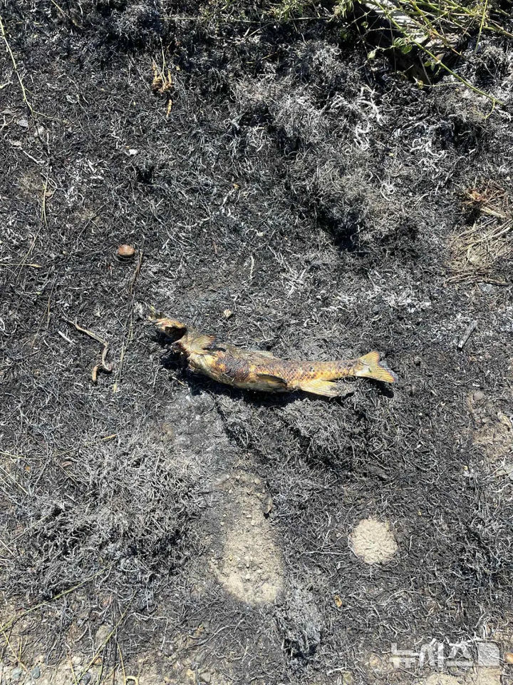 [뉴시스] 화재를 일으킨 물고기가 화재 현장 부근에 놓여 있다.(사진=뉴욕포스트) 