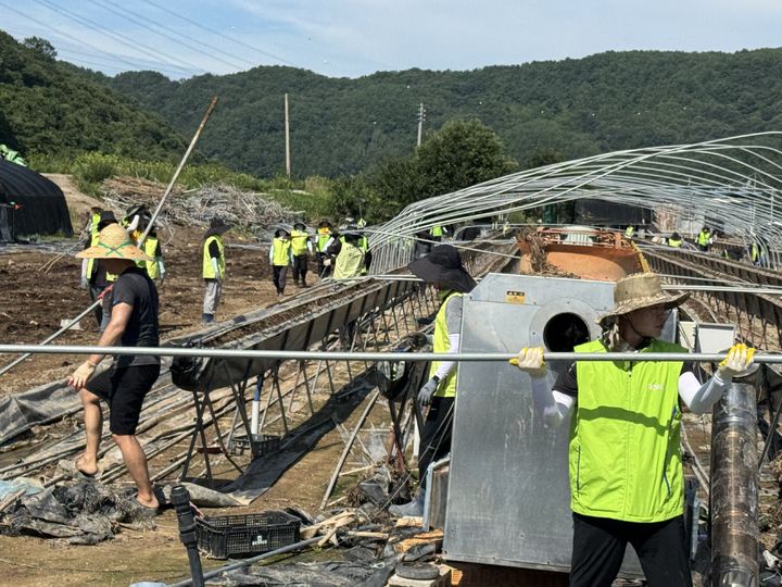 [울산=뉴시스] 울산농협은 8일 경남 합천군 삼가면 제곡마을에서 최근 집중호우로 큰 피해를 입은 농가를 돕기 위해 2차 수해복구 봉사활동을 했다고 밝혔다. (사진=울산농협 제공) 2025.08.08. photo@newsis.com *재판매 및 DB 금지