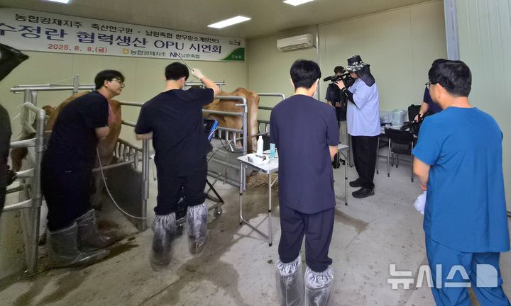[남원=뉴시스] 농협경제지주 축산경제는 8일 전북 남원시 남원축협 한우암소개량센터에서 '우량 암소 OPU(생체 난자 흡입) 기술 시연회'를 열고 본격적인 한우 우량암소 체외수정란 생산에 착수했다고 밝혔다. (사진=전북농협 제공) 2025.08.08. photo@newsis.com