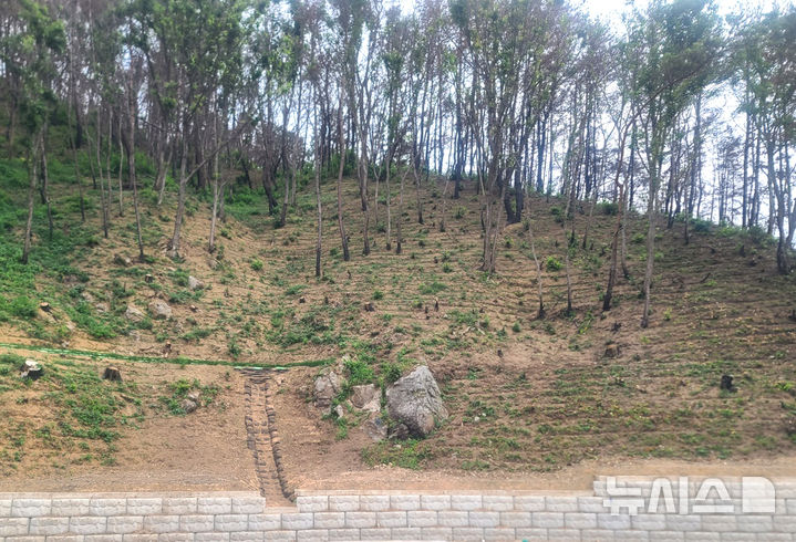 [영덕=뉴시스] 안병철 기자 = 경북 영덕군이 산불 피해지에 죽은 나무를 잘라낸 후 토사가 무너지지 않게 층을 만들어 가꾼 모습.(사진=영덕군 제공) 2025.08.08. photo@newsis.com