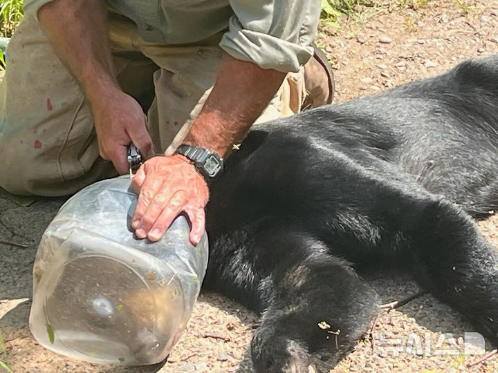 [뉴시스] 소여 카운티 북중부에서 처음 목격된 이후, 베이필드 카운티, 더글러스 카운티 남부에서 발견된 곰의 머리에는 플라스틱 항아리가 씌워져 있는 상태였다. 곰은 구조 후, 자연으로 돌려보내졌다. 2025.08.07. (사진=뉴욕포스트) 