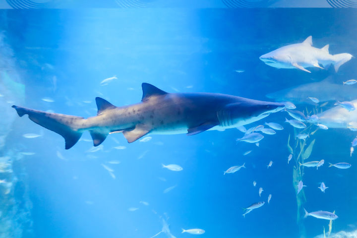 롯데월드 아쿠아리움의 '샌드 타이거 샤크' *재판매 및 DB 금지