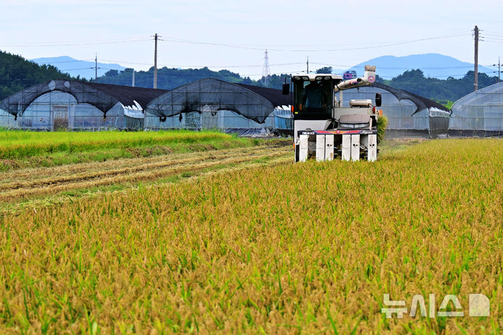 [사천=뉴시스] 차용현 기자 = 8일 오전 경남 사천시 서포면 인근 논에서 한 농민이 콤바인을 이용해 올해 첫 벼를 수확하고 있다. 2025.08.08. 2025.08.08.con@newsis.com
