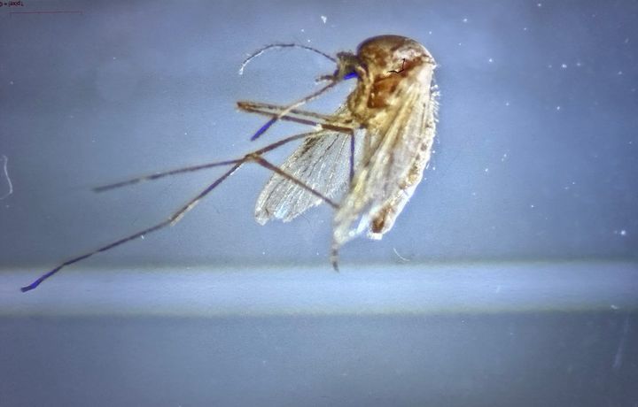 [대전=뉴시스]일본뇌염 매개모기. 2025. 08. 09 photo@newsis.com *재판매 및 DB 금지