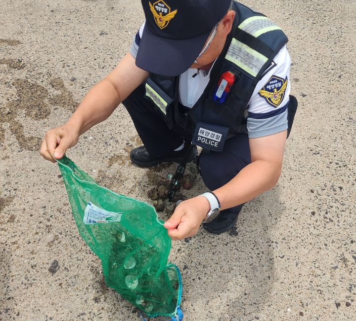 [제주=뉴시스] 지난 8월 제주해경이 금채기 중 채취한 소라를 확인하고 있는 모습. 해당 사진은 기사와 직접 관련이 없습니다. (사진=제주해양경찰서 제공) 2025.12.01. photo@newsis.com *재판매 및 DB 금지
