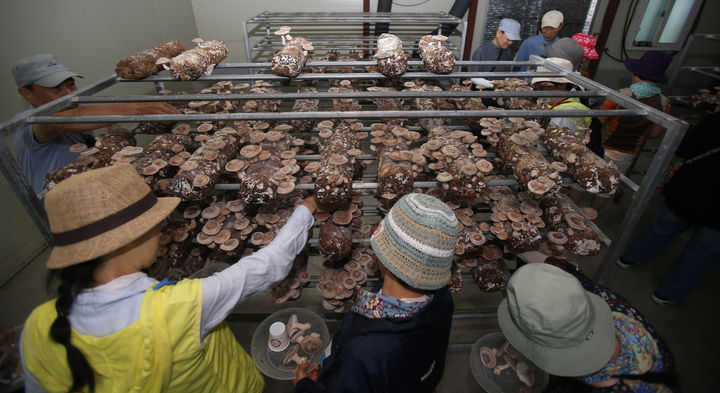 [강릉=뉴시스] 9일 관광객들이 오전 강원 강릉시 성산면 강릉표고버섯농장(구 대관령송암버섯)에서 송이맛 표고버섯(제품명: 솔송고)을 따고 있다. (사진=한국임업진흥원KOFPI 제공)photo@newsis.com *재판매 및 DB 금지