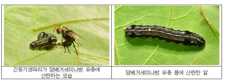 [세종=뉴시스] 농촌진흥청이 노지 콩 재배지의 나방류 해충을 친환경적으로 방제할 수 있는 토착 천적 2종(긴등기생파리, 예쁜가는배고치벌)의 국내 분포 현황과 약제별 독성 정도를 확인했다고 10일 밝혔다. 사진은 긴등기생파리. (사진=농진청 제공) 2025.08.09. photo@newsis.com *재판매 및 DB 금지