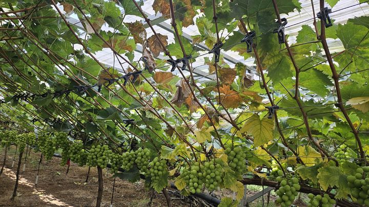 [진주=뉴시스]포도 침수피해 과원.(사진=경남농업기술원 제공).2025.08.10.photo@newsis.com *재판매 및 DB 금지