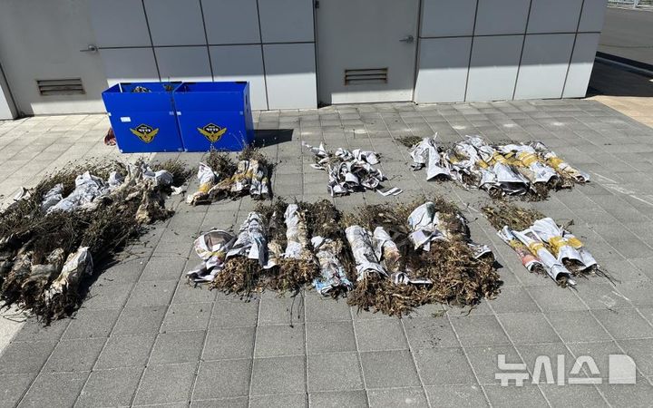 [제주=뉴시스] 제주지방해양경찰청은 지난 4월1일부터 7월31일까지 양귀비 집중 단속 결과 도내 11개 지역에서 '나도 양귀비' 총 4483주 압수했다. 사진은 압수한 '나도 양귀비' 모습. (사진=제주지방해양경찰청 제공) 2025.08.10. photo@newsis.com *재판매 및 DB 금지