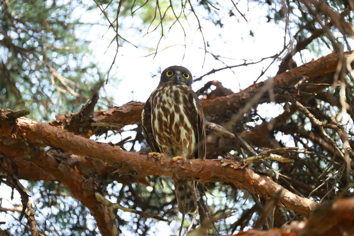 [울산=뉴시스] 울산시는 지난 6월 19일부터 7월 16일까지 울주군 상북면 지내리의 한 배드민턴센터 내 소나무 둥지에서 ‘솔부엉이’ 한 쌍이 새끼 2마리를 키우는 번식 과정이 관찰됐다고 11일 밝혔다. (사진= 사진작가 윤기득 씨 제공) 2025.08.11.photo@newsis.com *재판매 및 DB 금지