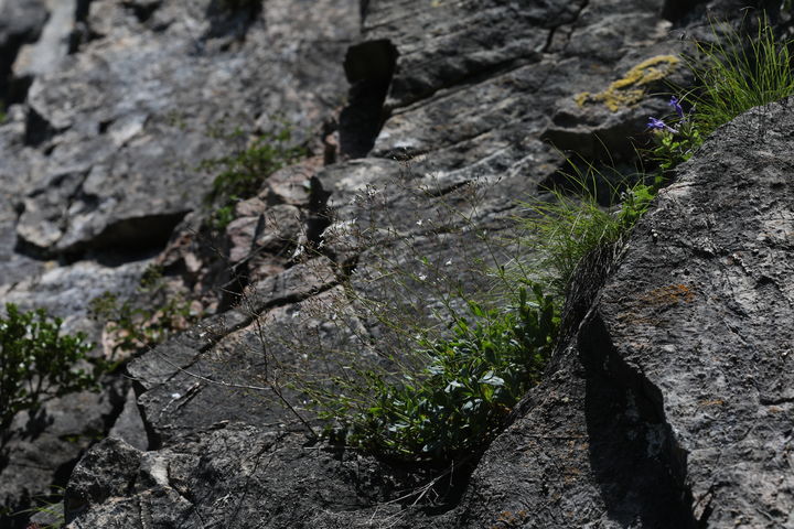  [봉화=뉴시스] 가는대나물 (사진=한국수목원정원관리원 제공) 2025.08.11. photo@newsis.com *재판매 및 DB 금지
