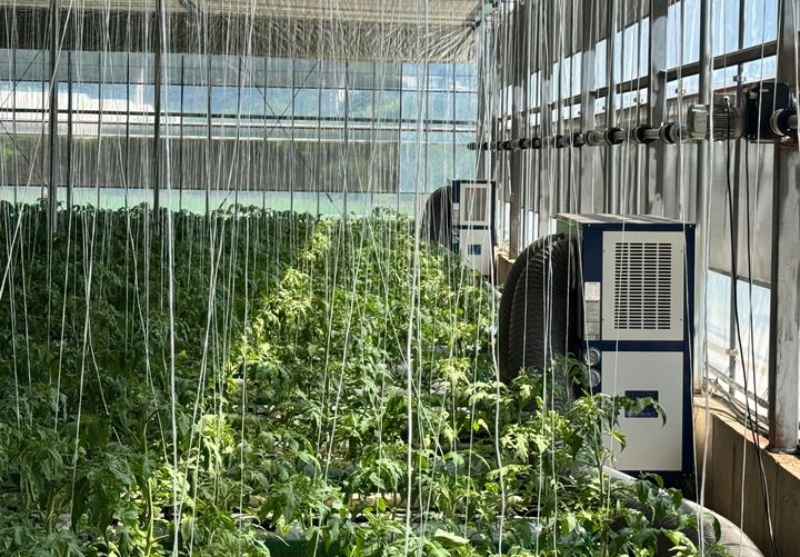 [무안=뉴시스] 전남 지역 시설하우스 자료사진. (사진 제공 = 전남도). 2025.08.11. photo@newsis.com *재판매 및 DB 금지