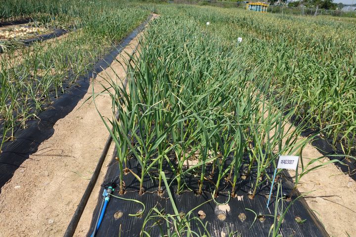 [세종=뉴시스] 씨마늘 생산을 위해 11월 상순 노지 아주심기, 재배 중인 모습. (사진=농촌진흥청 제공) *재판매 및 DB 금지