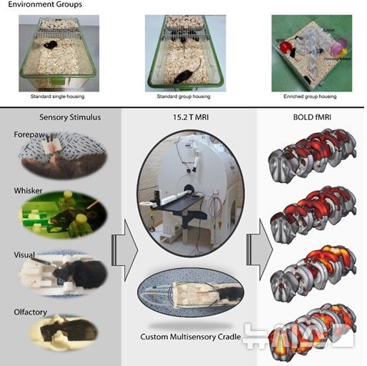[서울=뉴시스] 성균관의과대학 삼성서울병원 연구팀은 사육 환경에 따라 뇌의 통합적 감각기능이 어떻게 달라지는지 다중감각 fMRI을 이용해 시각화하는 데 성공했다. (사진= 삼성서울병원 제공)