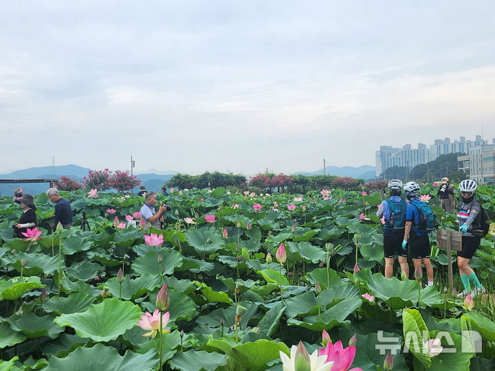 [시흥=뉴시스] 시흥시 연꽃테마파크에 연꽃이 만개한 가운데 시민들이 연꽃 관람을 하고 있다. (사진=시흥시 제공).2025.08.12. photo@newsis.com