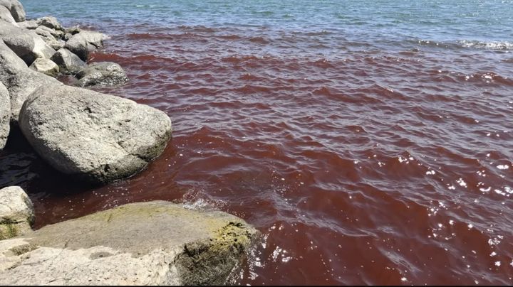 [뉴시스] 성경에 등장하는 호수 '갈릴리해'가 붉게 물들어 현지에서 불안감이 커지고 있다. (사진=예루살렘포스트 갈무리) 2025.08.12 *재판매 및 DB 금지