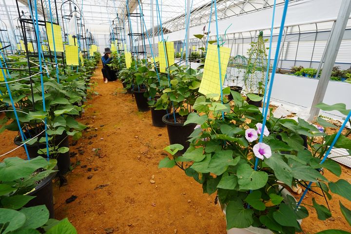 [해남=뉴시스]고구마 육종 시범포. (사진=해남군 제공) 2025.08.12. photo@newsis.com *재판매 및 DB 금지