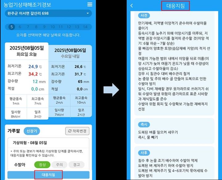 [세종=뉴시스] 최근 고온다습한 환경과 등숙기(곡식 알곡이 점점 여물어 가는 시기)가 맞물려 가루쌀 수발아 피해 우려가 커지고 있는 가운데, 농촌진흥청은 피해 최소화를 위해 예보 서비스를 적극 활용해줄 것을 12일 당부했다. 사진은 농업기상재해 조기경보서비스의 수발아 알림 및 대응지침. (사진=농진청 제공) 2025.08.12. photo@newsis.com *재판매 및 DB 금지