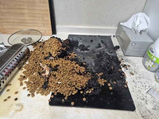 [부산=뉴시스] 반려묘로 인한 전기레인지 화재. (사진=부산소방재난본부 제공) 2025.08.12. photo@newsis.com *재판매 및 DB 금지