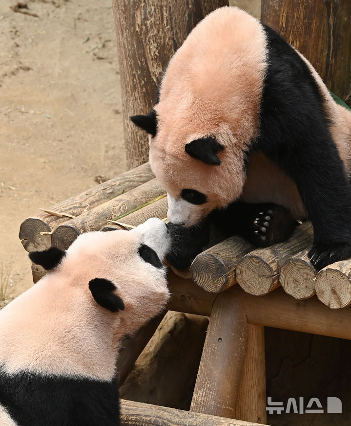 [용인=뉴시스] 김종택 기자 = 12일 경기 용인시 에버랜드 판다 월드 실내 방사장에서 국내 첫 쌍둥이 판다 루이바오와 후이바오가 엄마 아이바오와 함께 시간을 보내고 있다.태어난 지 보통 1년 반에서 2년이 지나면 엄마에게서 독립하는 판다 특성상 쌍둥이 판다는 오늘이 엄마 아이바오와 함께 보내는 마지막 날이다.에버랜드는 3주간 독립 트레이닝을 진행했으며 오는 9월 새롭게 오픈하는 판다 세컨하우스에서 루이바오와 후이바오 둘이 지내게 할 예정이다. 2025.08.12. jtk@newsis.com