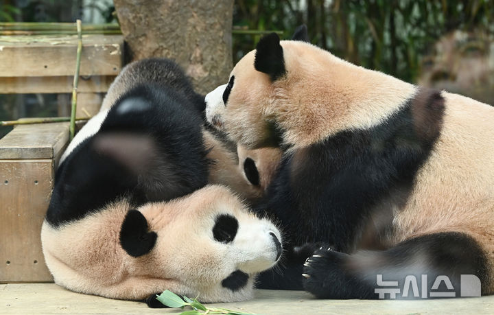 [용인=뉴시스] 김종택 기자 = 12일 경기 용인시 에버랜드 판다 월드 실내 방사장에서 국내 첫 쌍둥이 판다 루이바오와 후이바오가 엄마 아이바오와 함께 시간을 보내고 있다.태어난 지 보통 1년 반에서 2년이 지나면 엄마에게서 독립하는 판다 특성상 쌍둥이 판다는 오늘이 엄마 아이바오와 함께 보내는 마지막 날이다.에버랜드는 3주간 독립 트레이닝을 진행했으며 오는 9월 새롭게 오픈하는 판다 세컨하우스에서 루이바오와 후이바오 둘이 지내게 할 예정이다. 2025.08.12. jtk@newsis.com