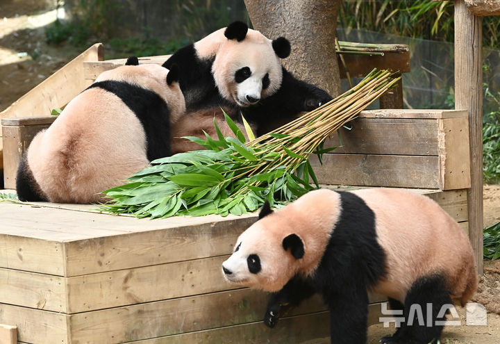 [용인=뉴시스] 김종택 기자 = 12일 경기 용인시 에버랜드 판다 월드 실내 방사장에서 국내 첫 쌍둥이 판다 루이바오와 후이바오가 엄마 아이바오와 함께 시간을 보내고 있다.태어난 지 보통 1년 반에서 2년이 지나면 엄마에게서 독립하는 판다 특성상 쌍둥이 판다는 오늘이 엄마 아이바오와 함께 보내는 마지막 날이다.에버랜드는 3주간 독립 트레이닝을 진행했으며 오는 9월 새롭게 오픈하는 판다 세컨하우스에서 루이바오와 후이바오 둘이 지내게 할 예정이다. 2025.08.12. jtk@newsis.com