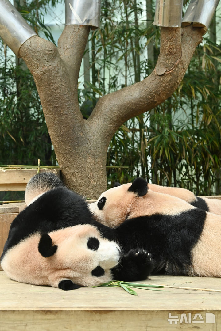 [용인=뉴시스] 김종택 기자 = 12일 경기 용인시 에버랜드 판다 월드 실내 방사장에서 국내 첫 쌍둥이 판다 루이바오와 후이바오가 엄마 아이바오와 함께 시간을 보내고 있다.태어난 지 보통 1년 반에서 2년이 지나면 엄마에게서 독립하는 판다 특성상 쌍둥이 판다는 오늘이 엄마 아이바오와 함께 보내는 마지막 날이다.에버랜드는 3주간 독립 트레이닝을 진행했으며 오는 9월 새롭게 오픈하는 판다 세컨하우스에서 루이바오와 후이바오 둘이 지내게 할 예정이다. 2025.08.12. jtk@newsis.com