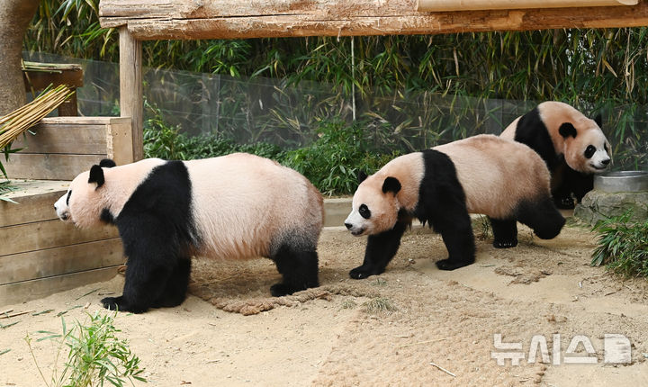 [용인=뉴시스] 김종택 기자 = 12일 경기 용인시 에버랜드 판다 월드 실내 방사장에서 국내 첫 쌍둥이 판다 루이바오와 후이바오가 엄마 아이바오와 함께 시간을 보내고 있다.태어난 지 보통 1년 반에서 2년이 지나면 엄마에게서 독립하는 판다 특성상 쌍둥이 판다는 오늘이 엄마 아이바오와 함께 보내는 마지막 날이다.에버랜드는 3주간 독립 트레이닝을 진행했으며 오는 9월 새롭게 오픈하는 판다 세컨하우스에서 루이바오와 후이바오 둘이 지내게 할 예정이다. 2025.08.12. jtk@newsis.com