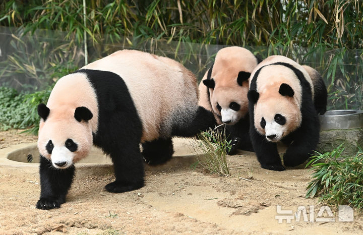 [용인=뉴시스] 김종택 기자 = 12일 경기 용인시 에버랜드 판다 월드 실내 방사장에서 국내 첫 쌍둥이 판다 루이바오와 후이바오가 엄마 아이바오와 함께 시간을 보내고 있다.태어난 지 보통 1년 반에서 2년이 지나면 엄마에게서 독립하는 판다 특성상 쌍둥이 판다는 오늘이 엄마 아이바오와 함께 보내는 마지막 날이다.에버랜드는 3주간 독립 트레이닝을 진행했으며 오는 9월 새롭게 오픈하는 판다 세컨하우스에서 루이바오와 후이바오 둘이 지내게 할 예정이다. 2025.08.12. jtk@newsis.com
