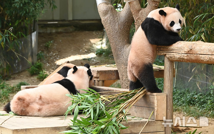 [용인=뉴시스] 김종택 기자 = 12일 경기 용인시 에버랜드 판다 월드 실내 방사장에서 국내 첫 쌍둥이 판다 루이바오와 후이바오가 엄마 아이바오와 함께 시간을 보내고 있다.태어난 지 보통 1년 반에서 2년이 지나면 엄마에게서 독립하는 판다 특성상 쌍둥이 판다는 오늘이 엄마 아이바오와 함께 보내는 마지막 날이다.에버랜드는 3주간 독립 트레이닝을 진행했으며 오는 9월 새롭게 오픈하는 판다 세컨하우스에서 루이바오와 후이바오 둘이 지내게 할 예정이다. 2025.08.12. jtk@newsis.com
