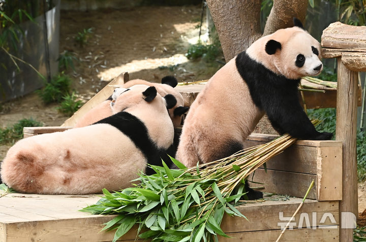 [용인=뉴시스] 김종택 기자 = 12일 경기 용인시 에버랜드 판다 월드 실내 방사장에서 국내 첫 쌍둥이 판다 루이바오와 후이바오가 엄마 아이바오와 함께 시간을 보내고 있다.태어난 지 보통 1년 반에서 2년이 지나면 엄마에게서 독립하는 판다 특성상 쌍둥이 판다는 오늘이 엄마 아이바오와 함께 보내는 마지막 날이다.에버랜드는 3주간 독립 트레이닝을 진행했으며 오는 9월 새롭게 오픈하는 판다 세컨하우스에서 루이바오와 후이바오 둘이 지내게 할 예정이다. 2025.08.12. jtk@newsis.com