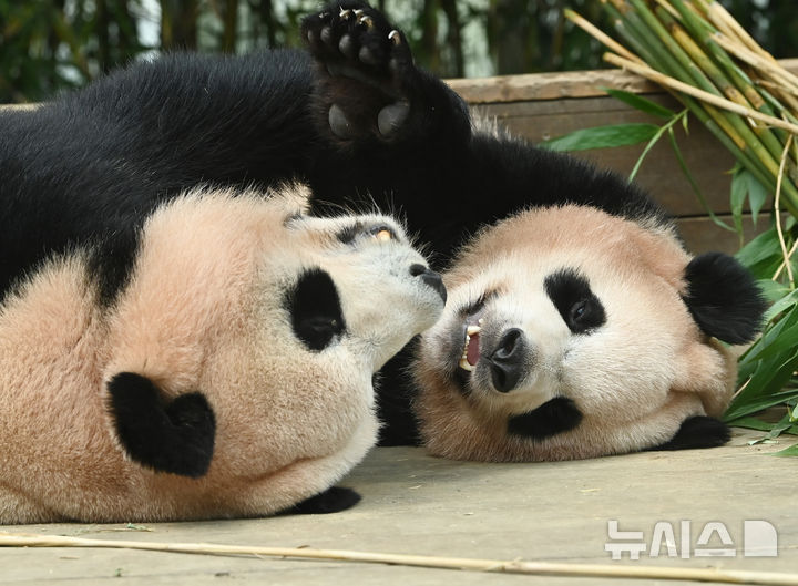 [용인=뉴시스] 김종택 기자 = 12일 경기 용인시 에버랜드 판다 월드 실내 방사장에서 국내 첫 쌍둥이 판다 루이바오와 후이바오가 엄마 아이바오와 함께 시간을 보내고 있다.태어난 지 보통 1년 반에서 2년이 지나면 엄마에게서 독립하는 판다 특성상 쌍둥이 판다는 오늘이 엄마 아이바오와 함께 보내는 마지막 날이다.에버랜드는 3주간 독립 트레이닝을 진행했으며 오는 9월 새롭게 오픈하는 판다 세컨하우스에서 루이바오와 후이바오 둘이 지내게 할 예정이다. 2025.08.12. jtk@newsis.com
