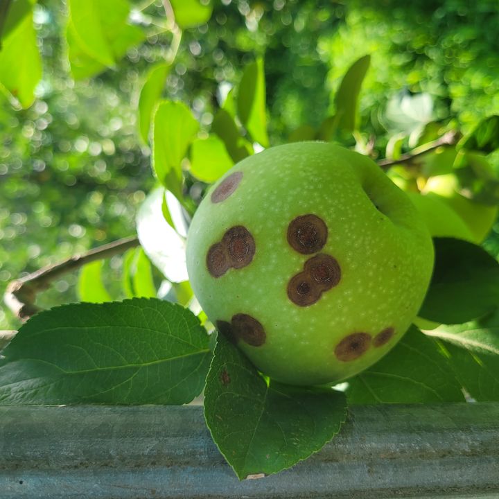 [안동=뉴시스] 탄저병에 걸린 사과 (사진=안동시 제공) 2025.08.13. photo@newsis.com *재판매 및 DB 금지
