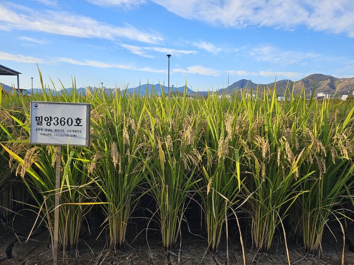 [세종=뉴시스] 농촌진흥청이 개발한 저탄소 벼 품종 '감탄'. (사진=농진청 제공) *재판매 및 DB 금지